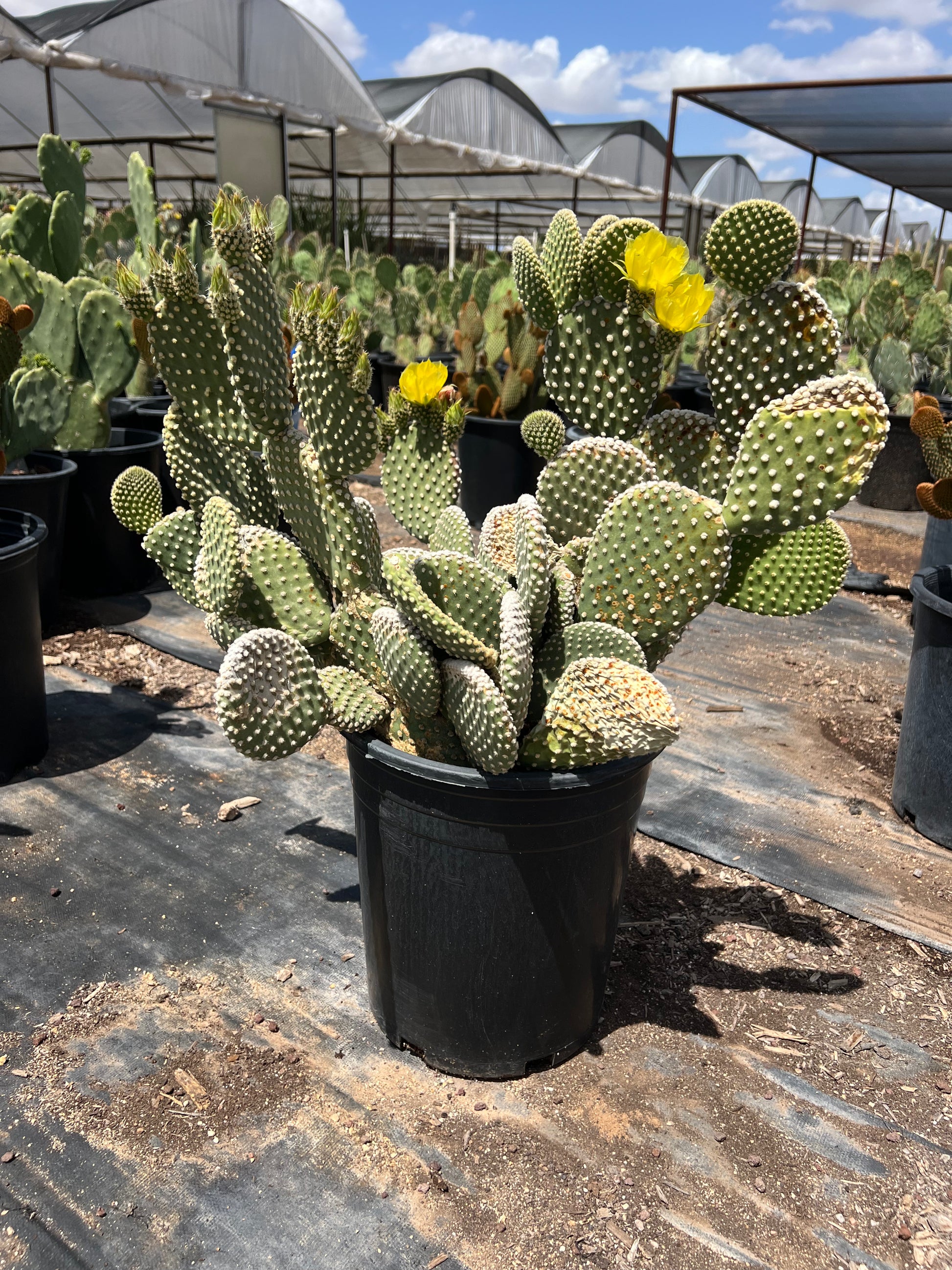tiny prickly pear cactus Buy White Dot Prickly Pear Phoenix, AZ | O. microdasys