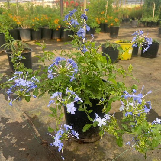 Blue Cape Plumbago