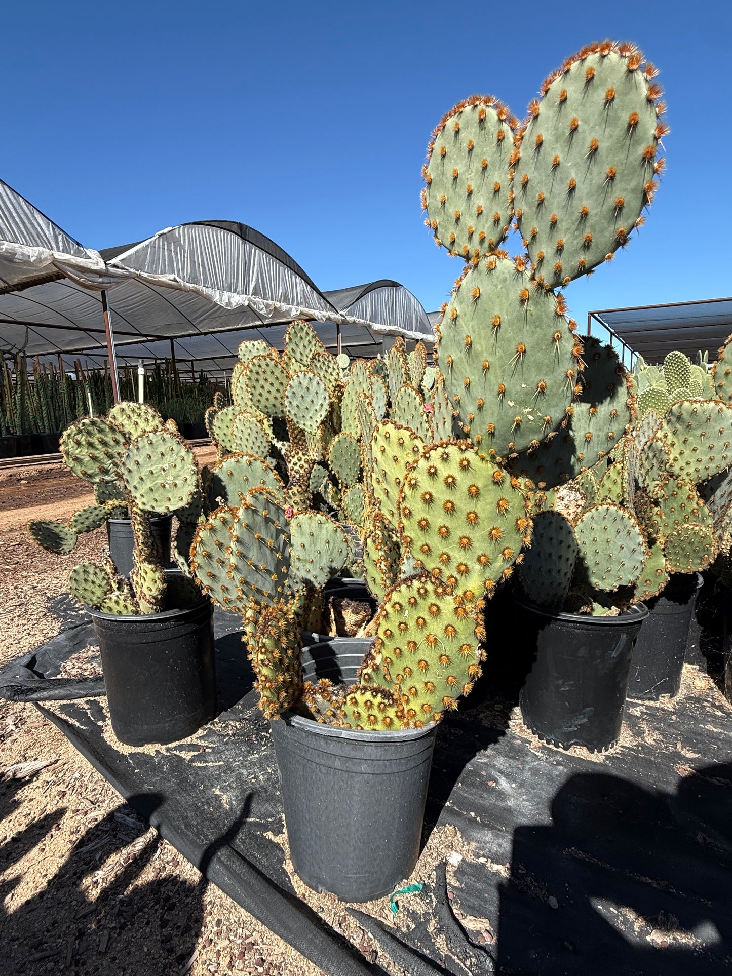 Chenille Prickly Pear