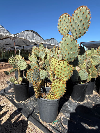 Chenille Prickly Pear