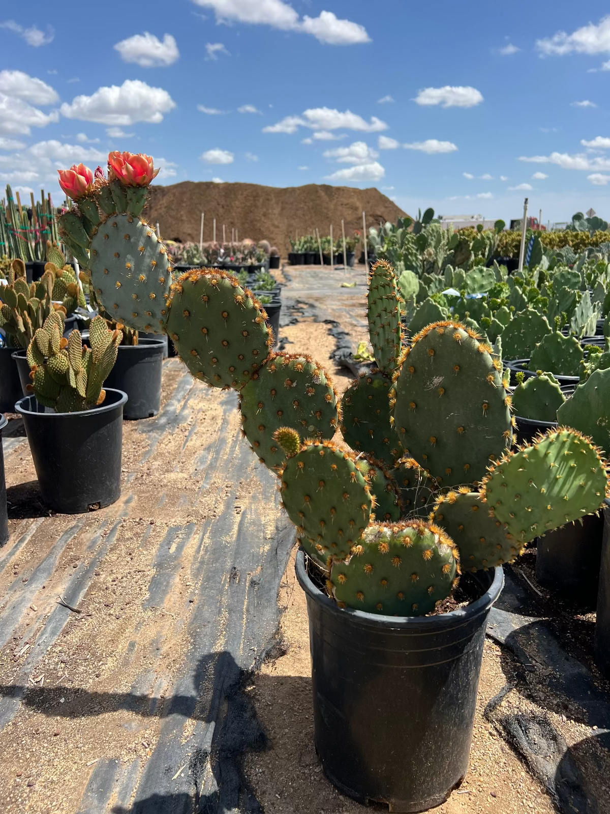 Chenille Prickly Pear