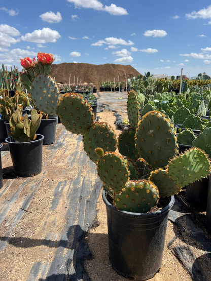 Chenille Prickly Pear