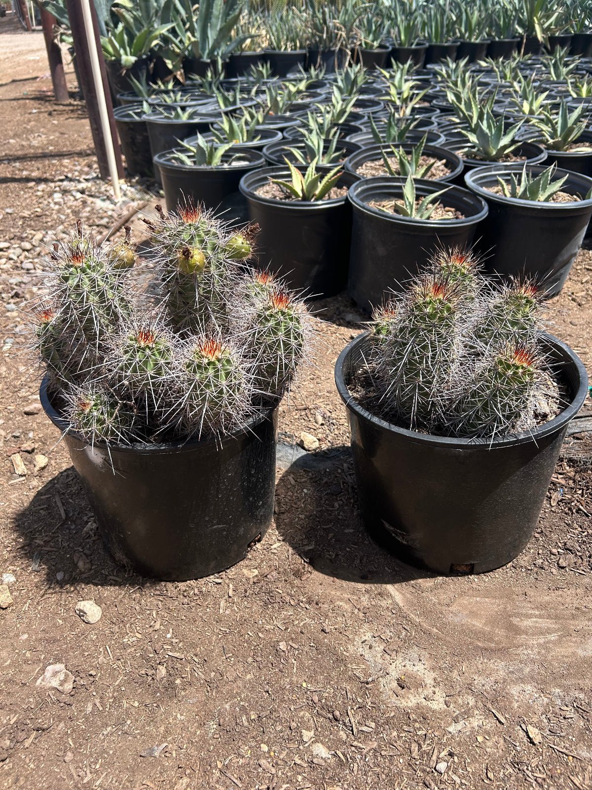 succulents for sale phoenix Buy Claret Cup Cactus Phoenix, AZ | E. triglochidiatus