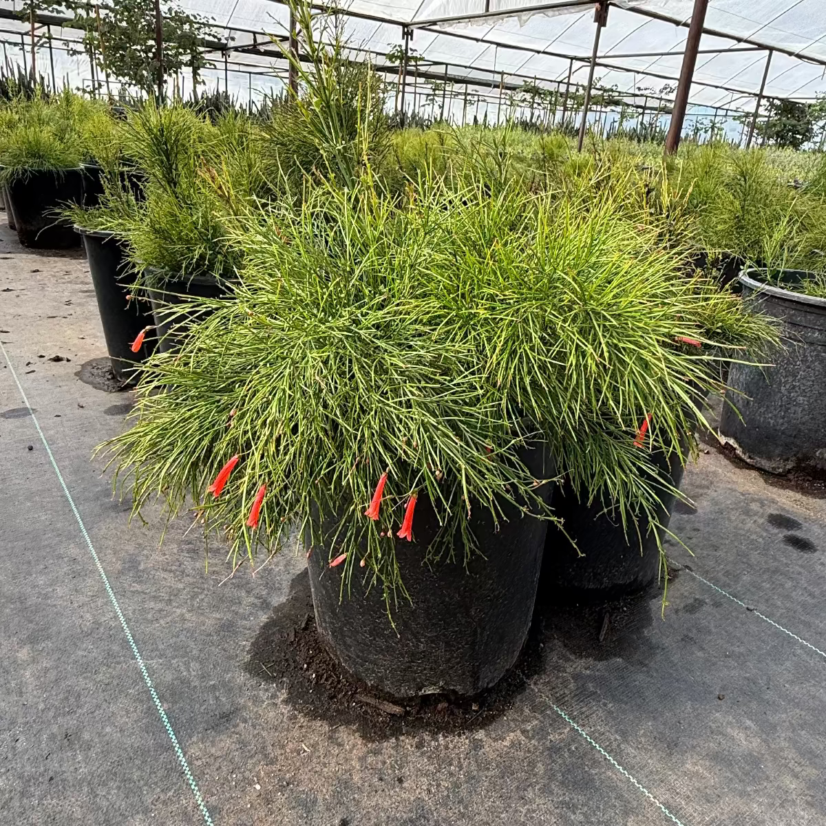 Coral Fountain Grass