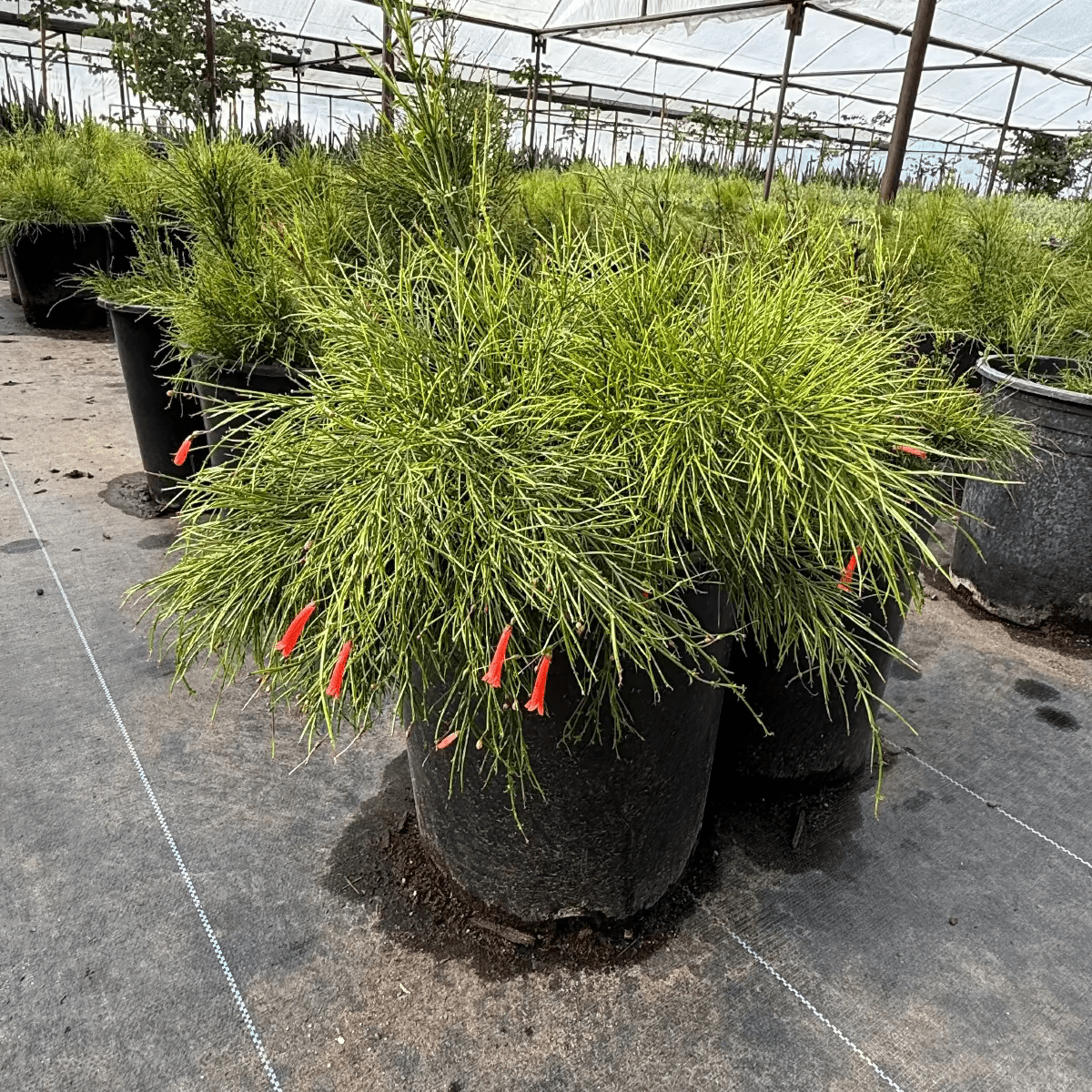 Coral Fountain Grass 5 gallon