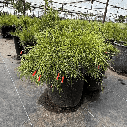 Coral Fountain Grass 5 gallon