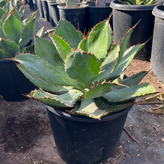 Cowhorn Agave