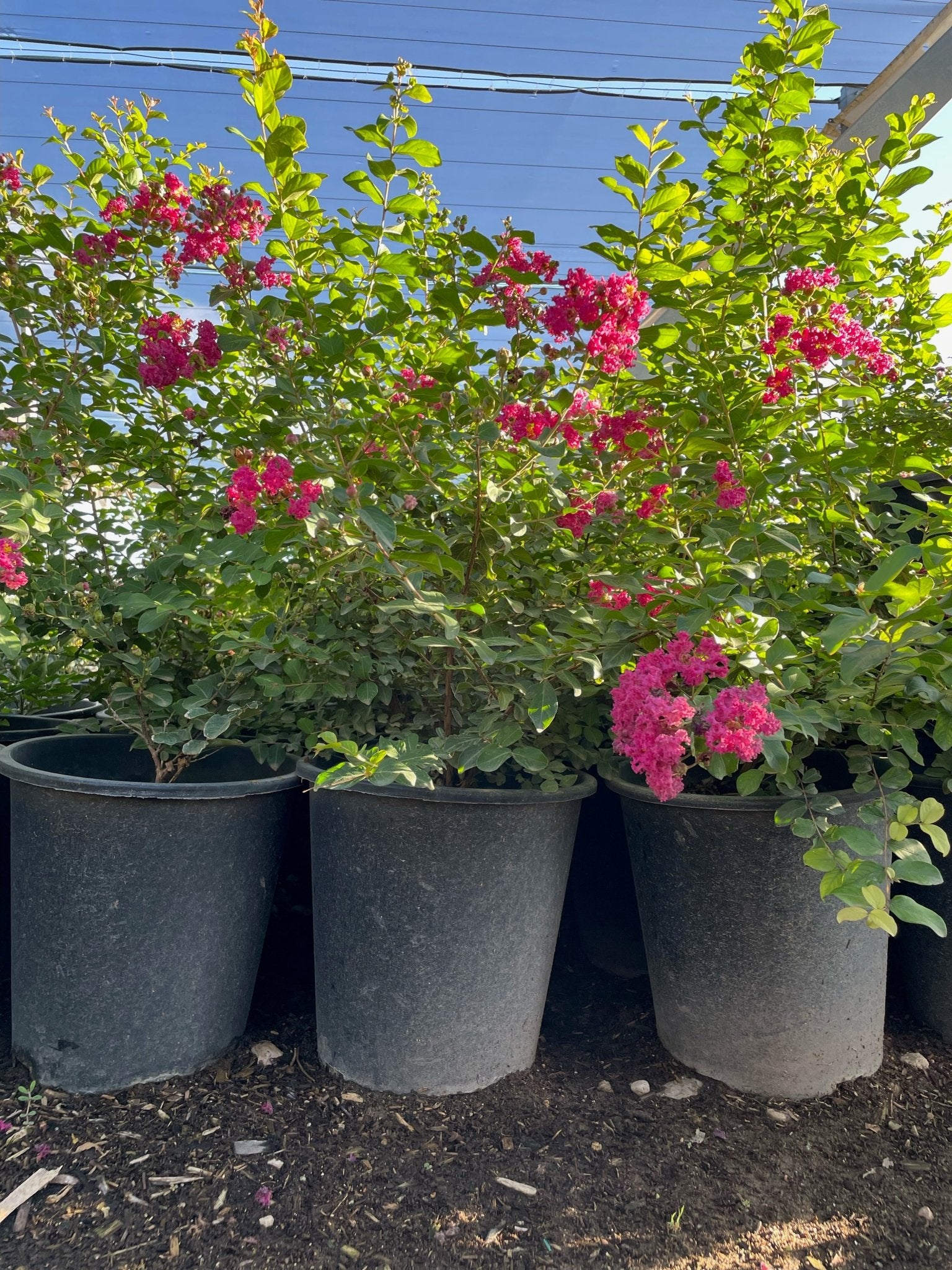 planting a crepe myrtle in a pot Crape Myrtle Bush Phoenix, AZ | Lagerstroemia