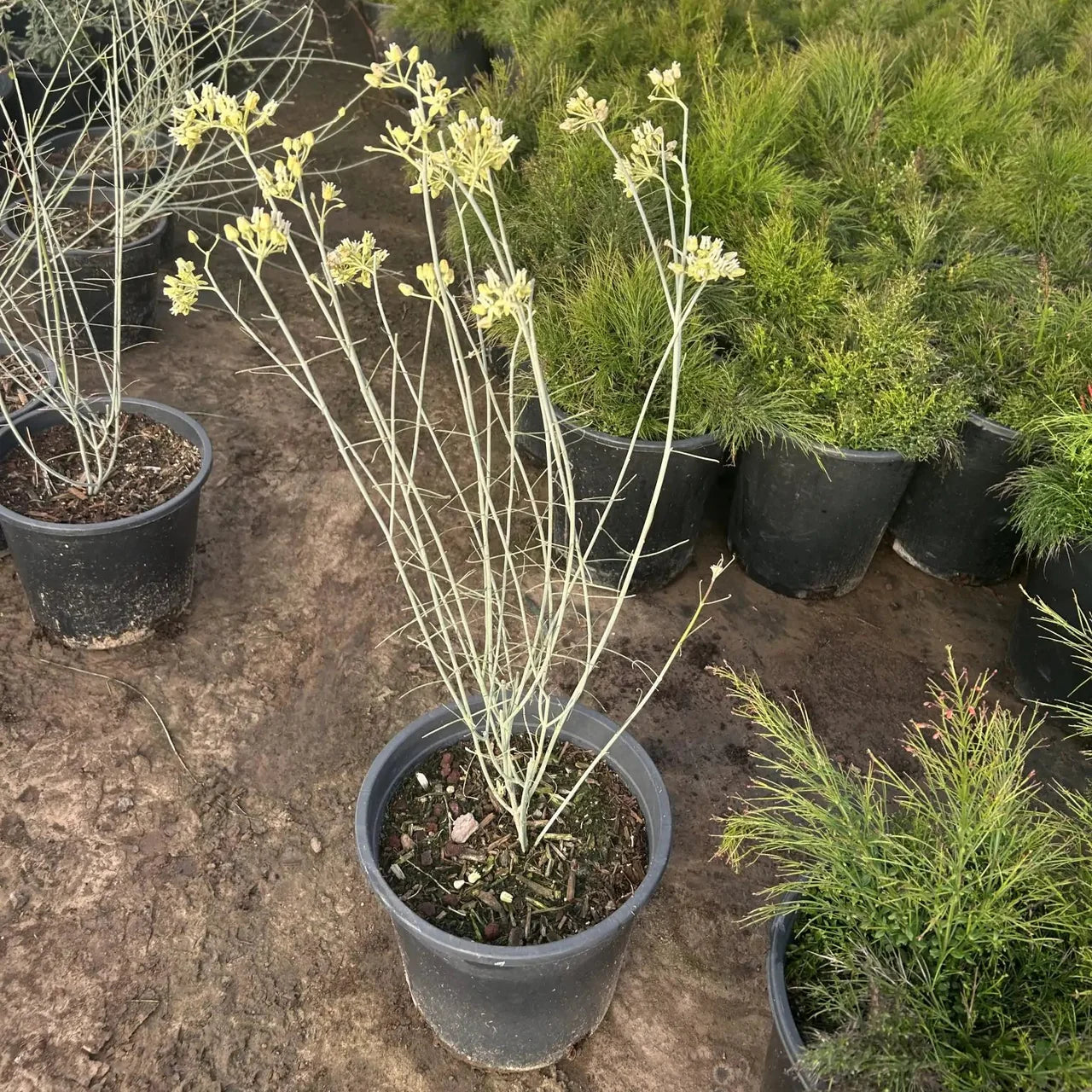 Desert Milkweed 5 gallon
