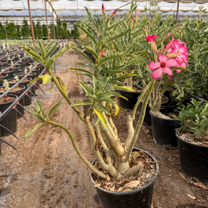 pots for desert rose plants Buy Desert Rose Phoenix, AZ | Adenium obesum