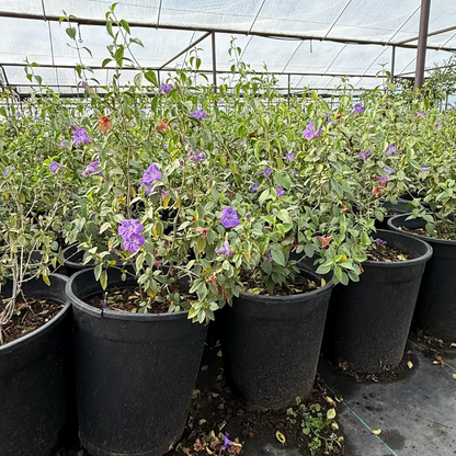 Desert Ruellia