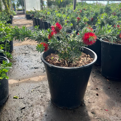Dwarf Bottlebrush