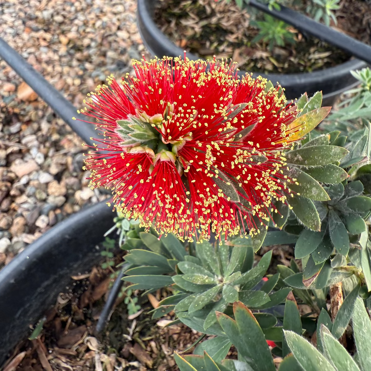 Dwarf Bottlebrush