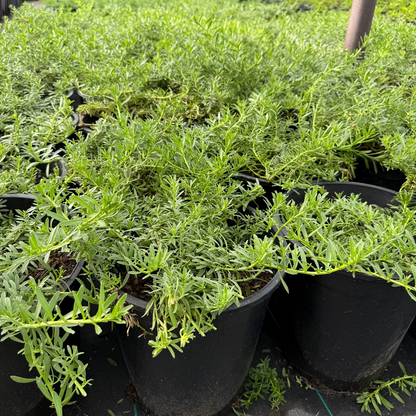 Winter Blaze' Emu Bush