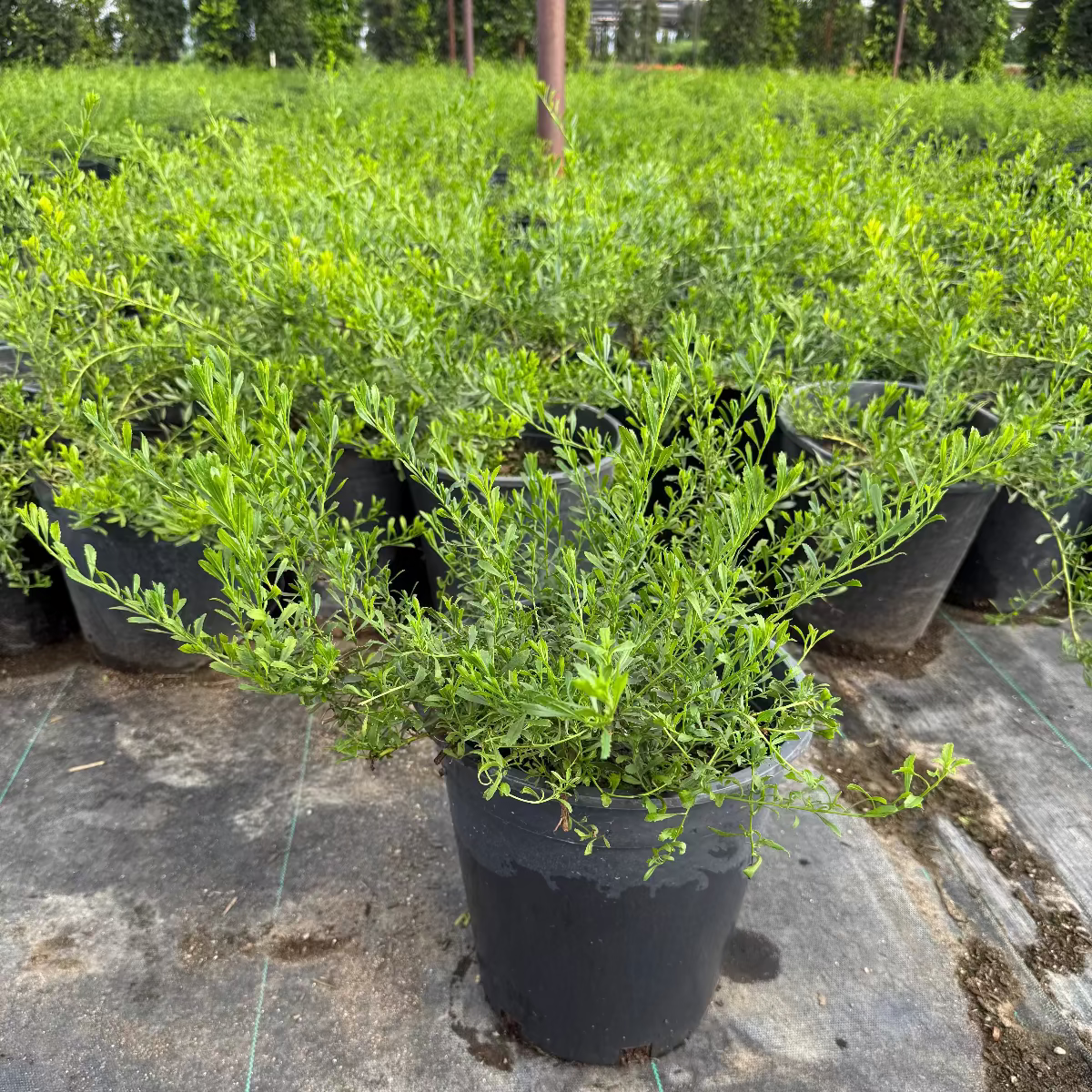 5 gallon Outback Sunrise Emu Bush (Eremophila prostrata) in nursery pot — Phoenix, AZ