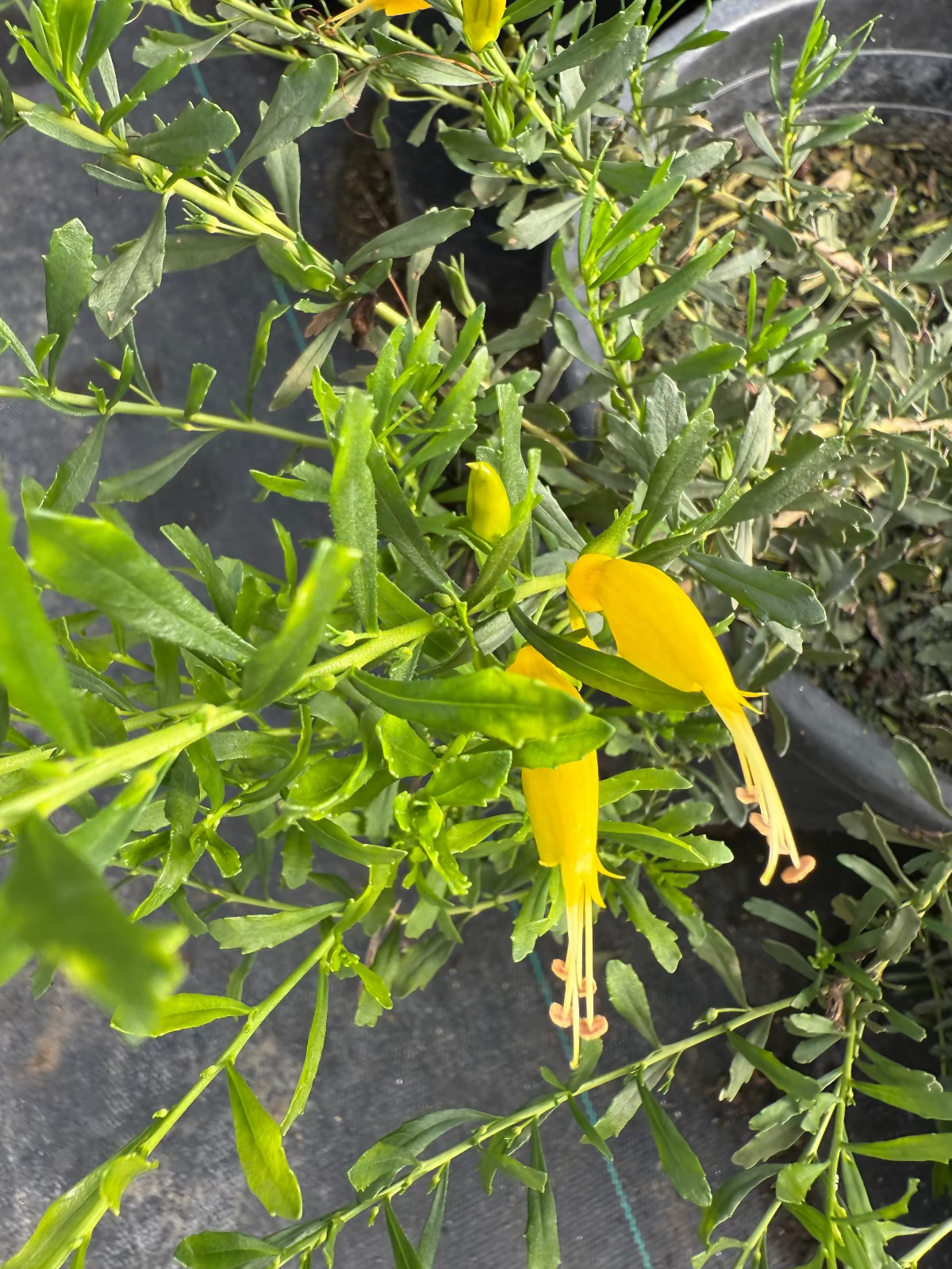 Outback Sunrise Emu Bush (Eremophila prostrata) yellow flower close-up — Phoenix, AZ
