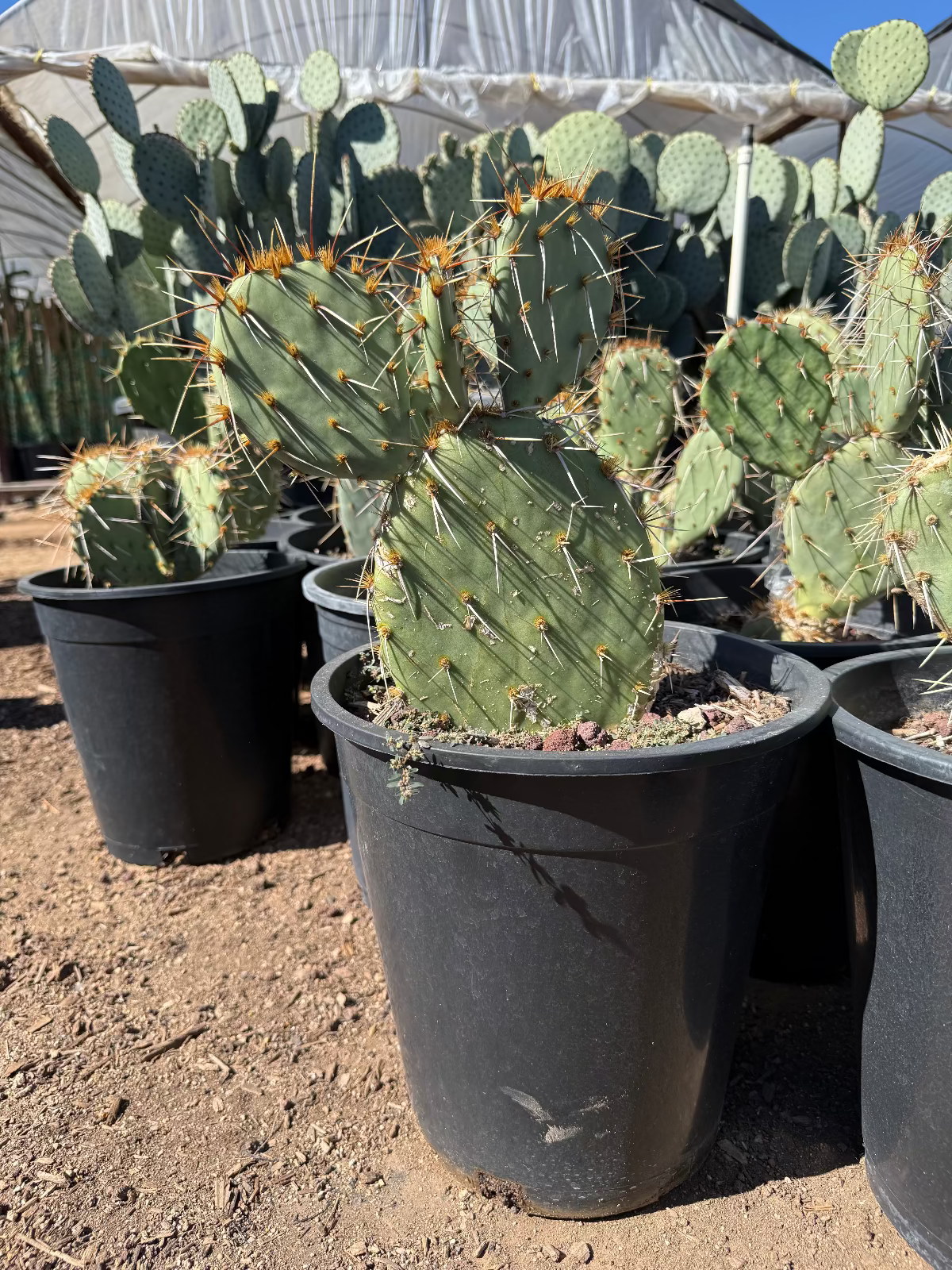 Engleman's Prickly Pear