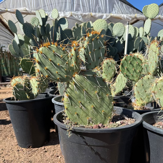 5 gallon Engleman's Prickly Pear (Opuntia engelmannii) with blue-green pads in nursery pot — Phoenix, AZ