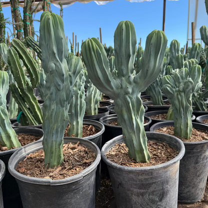 Blue Myrtle Cactus Major