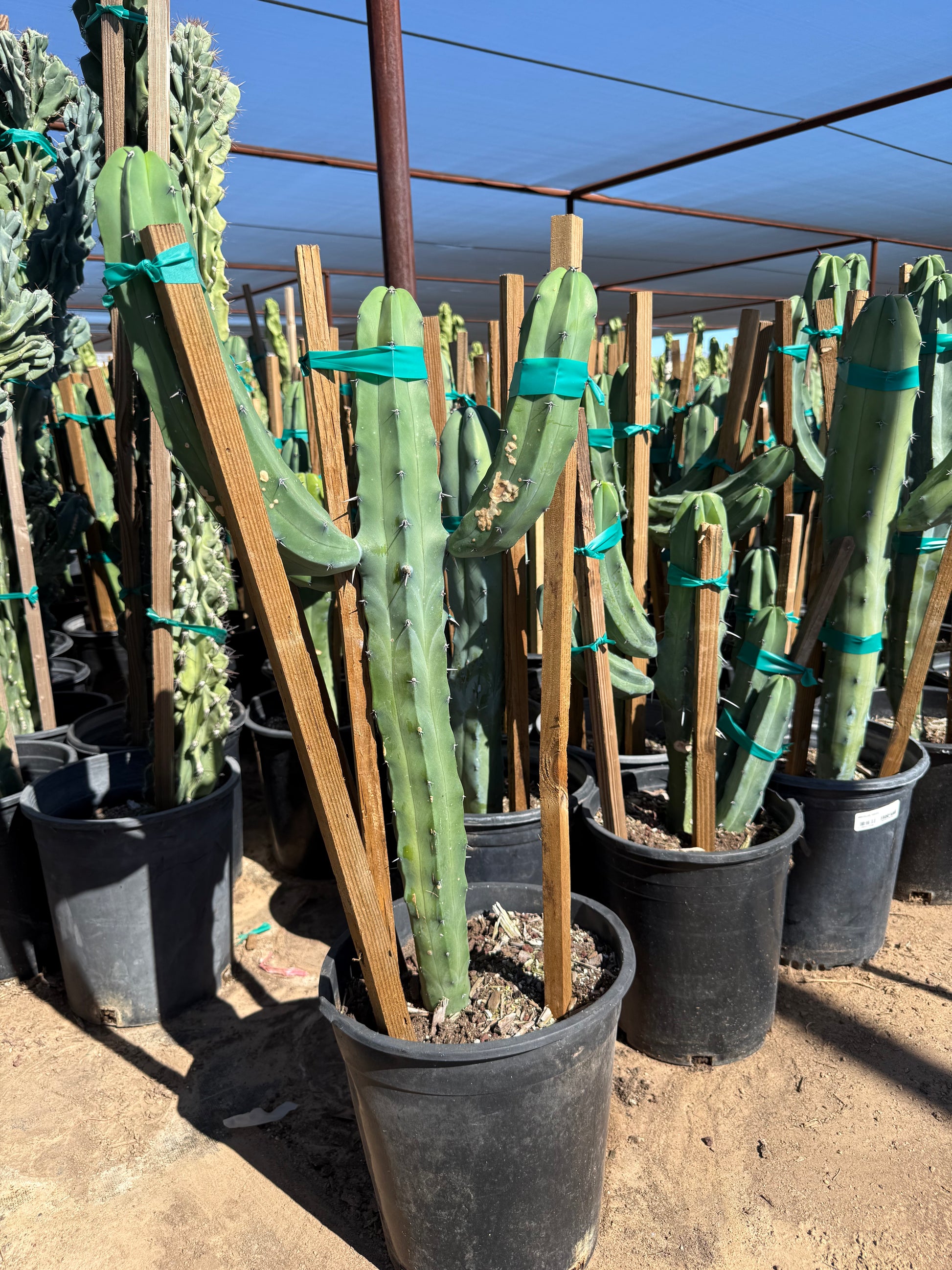 blue myrtle cactus vs san pedro Buy Fat Blue Myrtle Cactus Phoenix, AZ | M. geometrizans