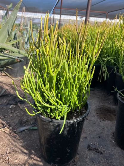 succulent firestick plant Buy Firestick Euphorbia Phoenix, AZ | Euphorbia tirucalli