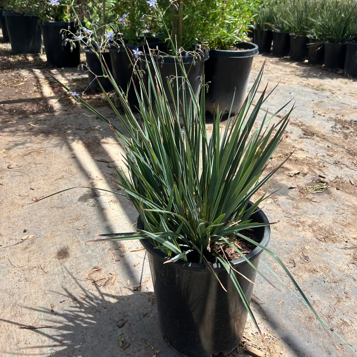 Little Rev Flax Lily