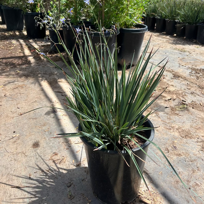 Little Rev Flax Lily