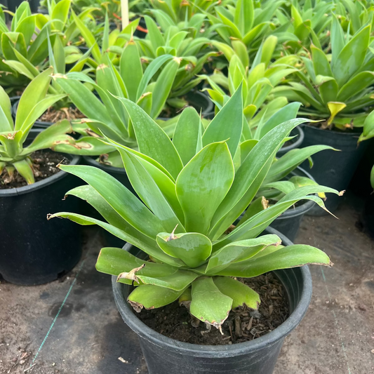 5 gallon Foxtail Agave (Agave attenuata) smooth green rosette in nursery pot — Phoenix, AZ
