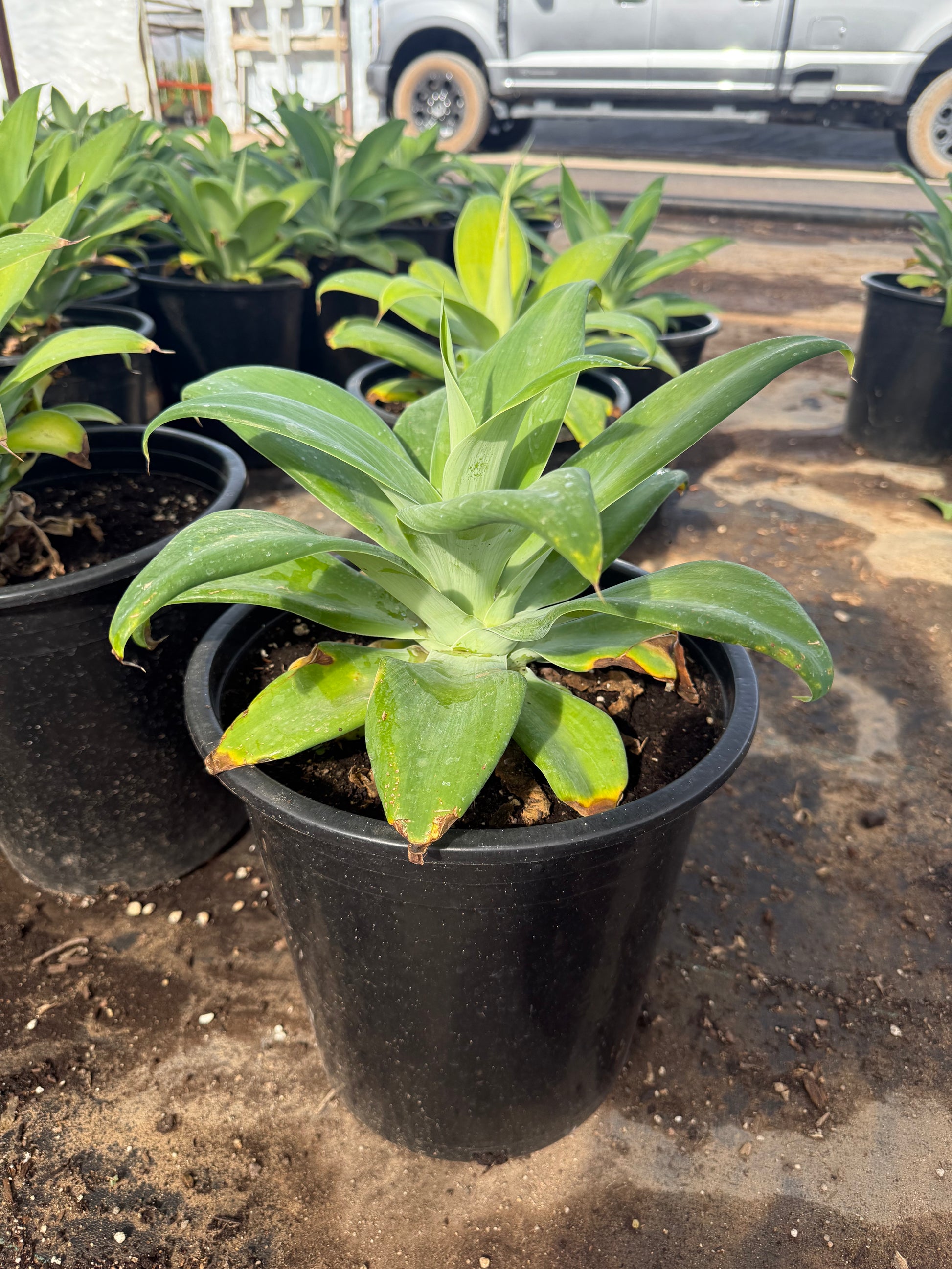 foxtail succulent Buy Foxtail Agave Phoenix, AZ | Agave attenuata