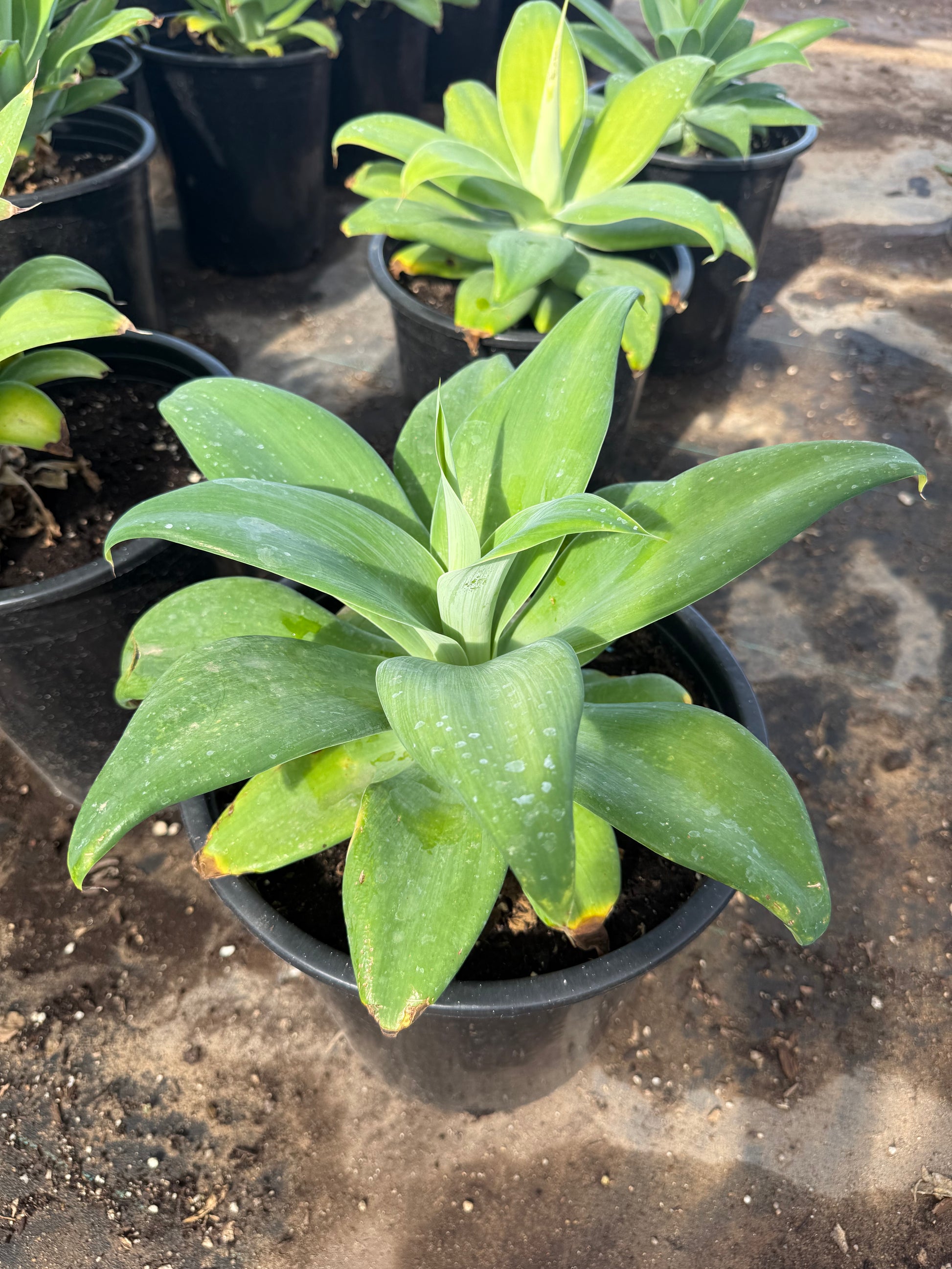 agave attenuata succulent Buy Foxtail Agave Phoenix, AZ | Agave attenuata