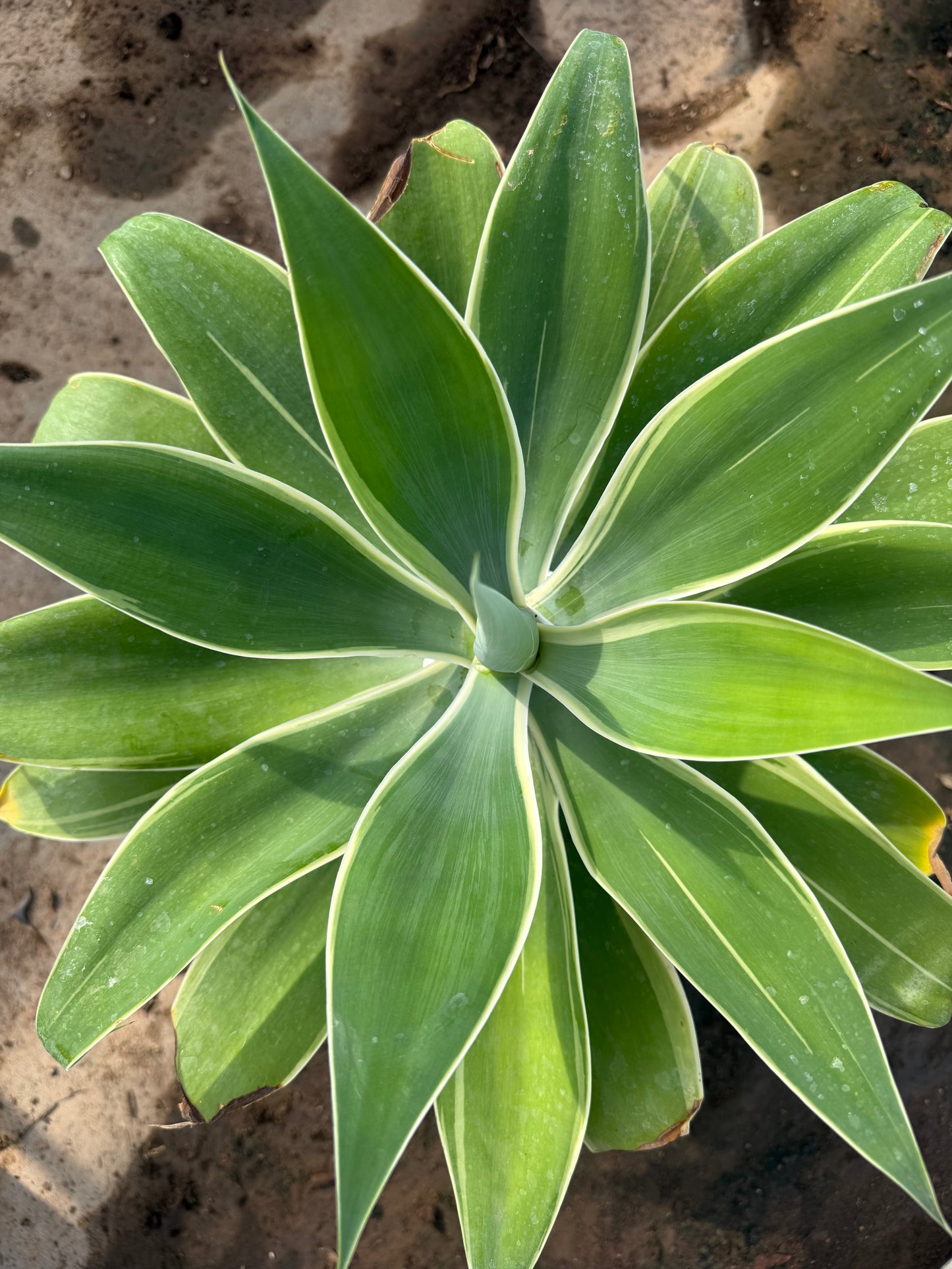 Variegated Foxtail Agave