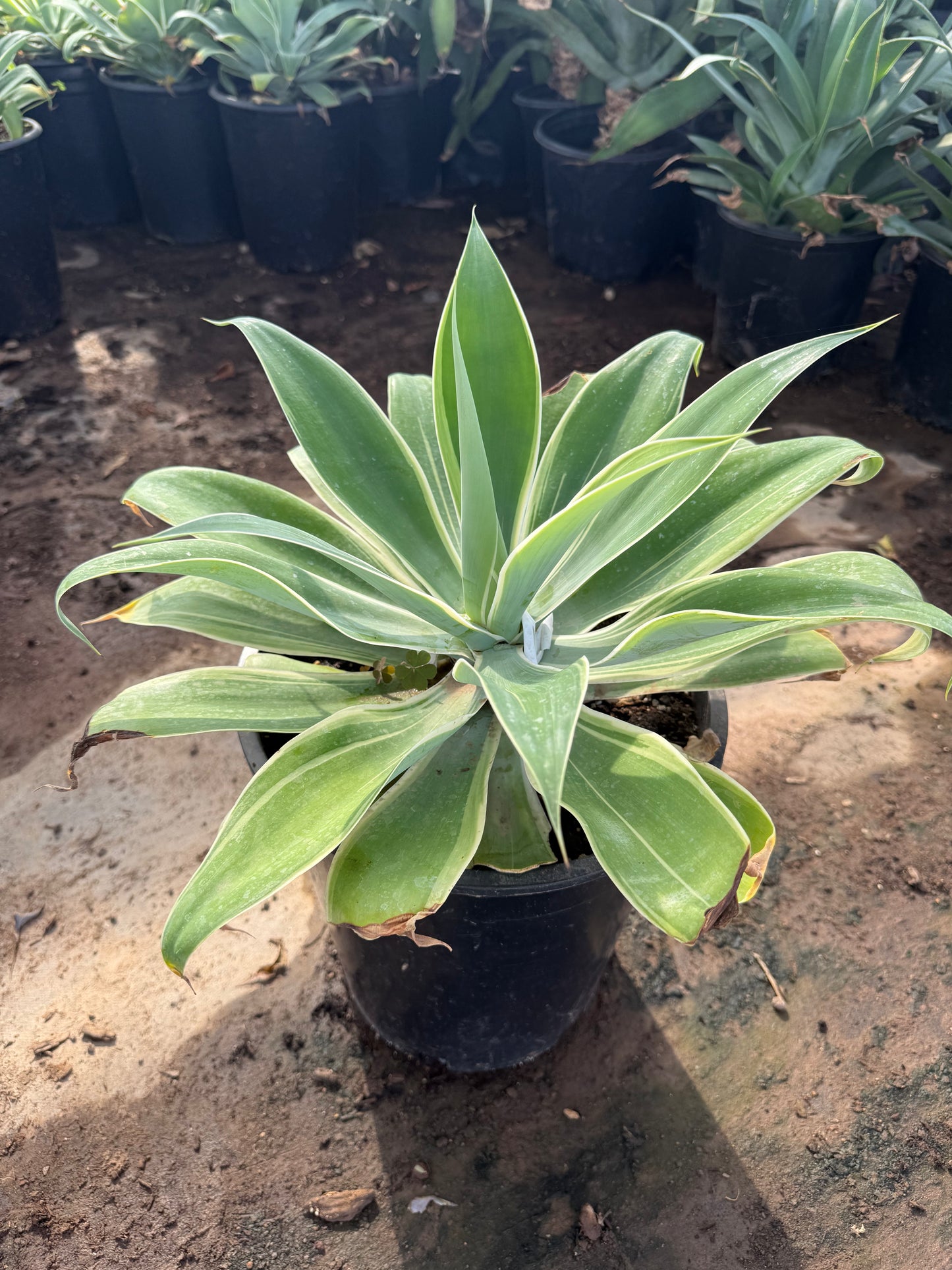 Variegated Foxtail Agave