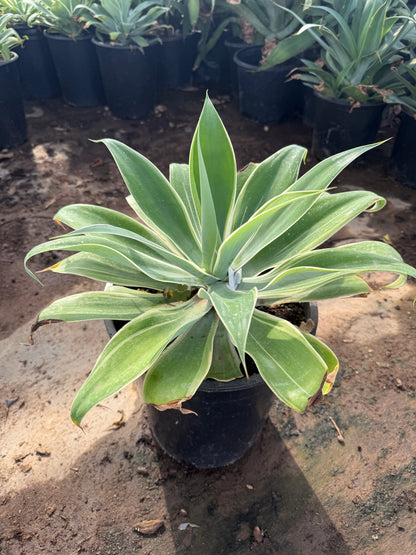 Variegated Foxtail Agave