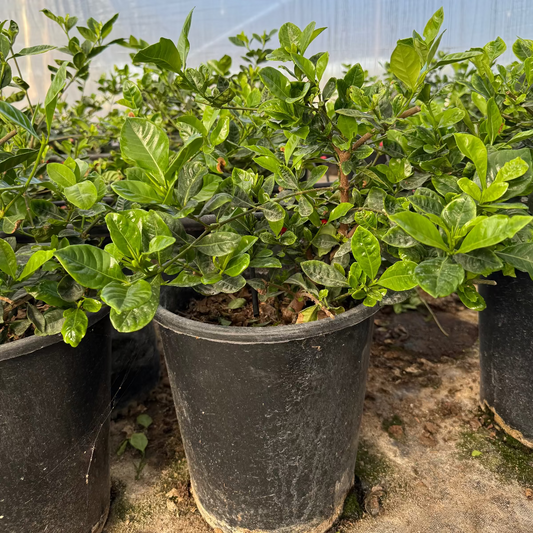 5 gallon Gardenia (Gardenia jasminoides) shrub in nursery pot with glossy green foliage — Phoenix, AZ