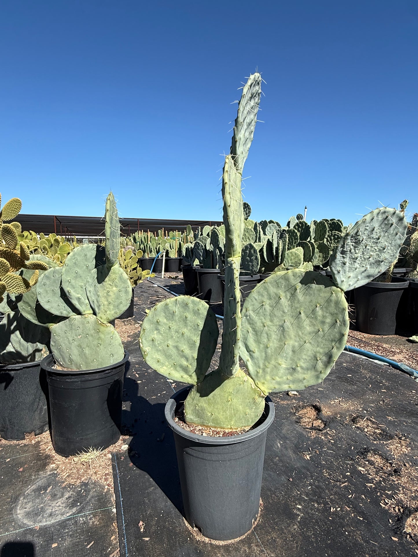 Giant Prickly Pear