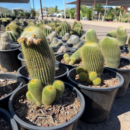 Gold - Mammillaria pringlii
