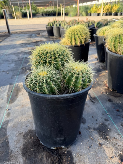 Golden Barrel Clusters