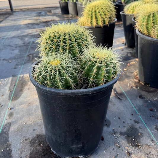 5 gallon Golden Barrel Cactus Cluster (Echinocactus grusonii) in nursery pot — Phoenix, AZ