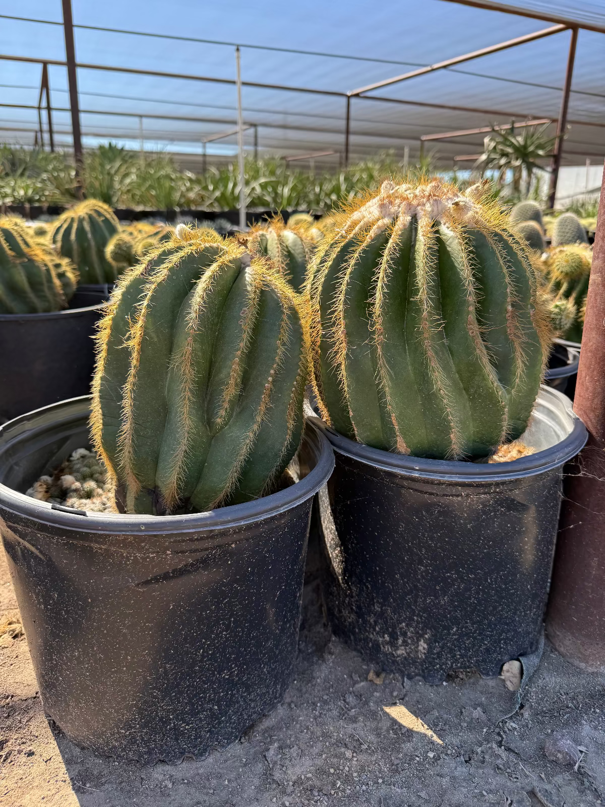 Notocactus magnificus