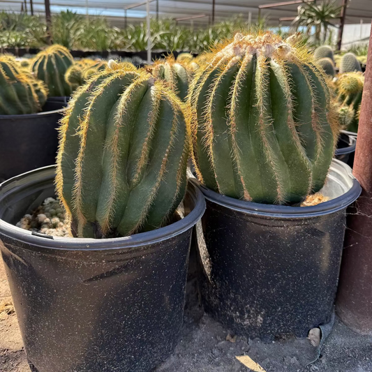 5 gallon Notocactus magnificus (Parodia magnifica) blue-green globe cacti with golden spines in nursery pots — Phoenix, AZ