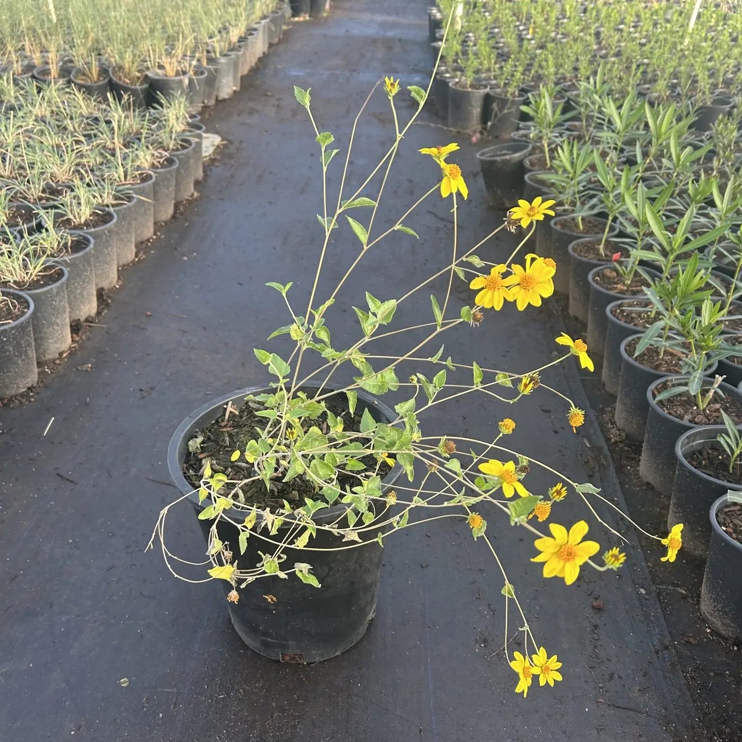 5 gallon Goldeneye (Viguiera dentata) with yellow daisy blooms in nursery row — Phoenix, AZ