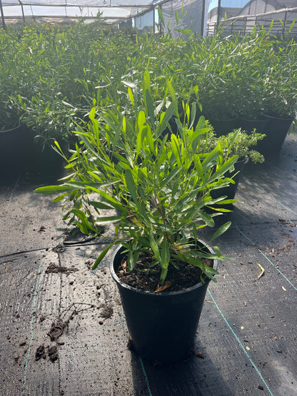 Green Hopseed 5 gallon