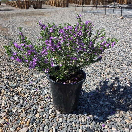 5 gallon Heavenly Cloud Sage (Leucophyllum frutescens) with purple blooms on gravel — Phoenix, AZ