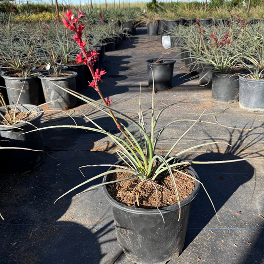 5 gallon Brake Lights Hesperaloe (Hesperaloe x 'Little Giant') in nursery pot with coral-red blooms — Phoenix, AZ
