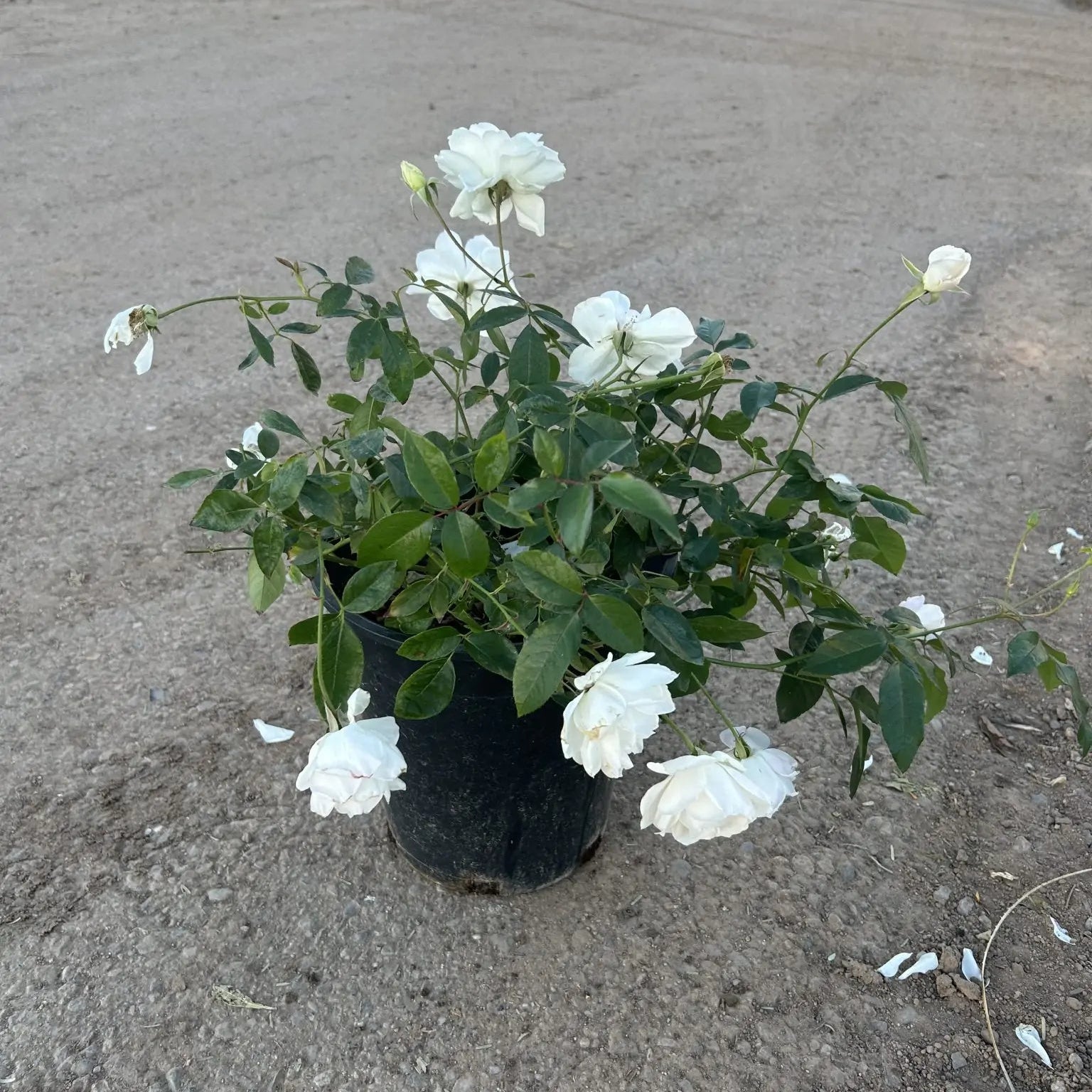 white rose potted plant Buy White Iceberg Rose Phoenix, AZ | Rosa 'Iceberg'