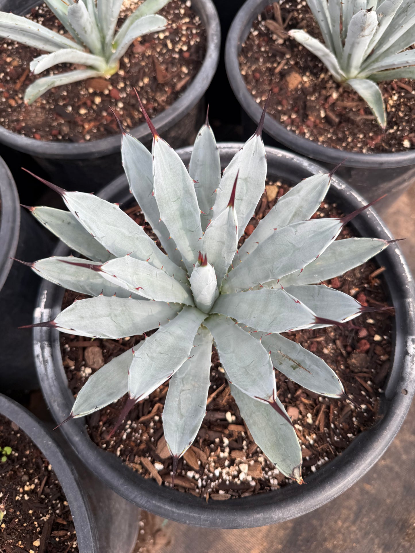 Jet Tip Agave