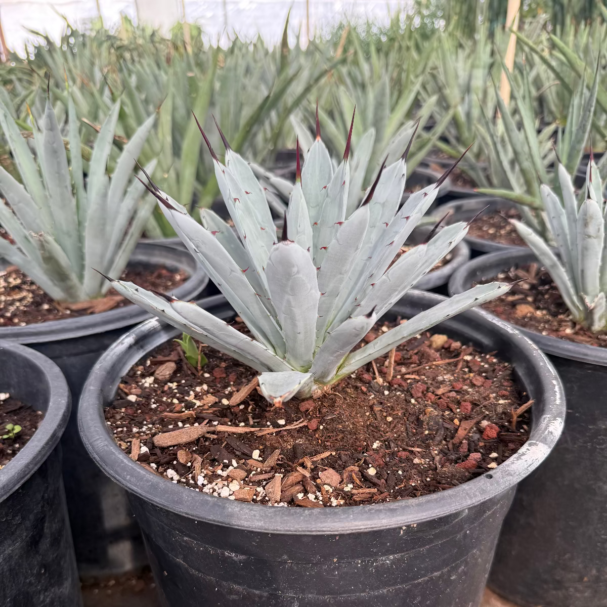 Jet Tip Agave