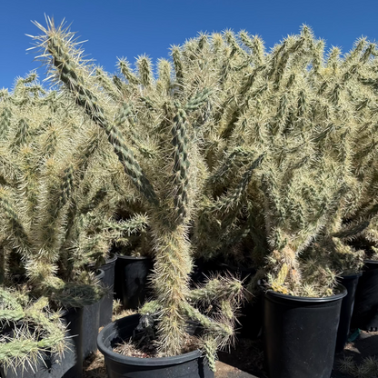 Jumping Cholla