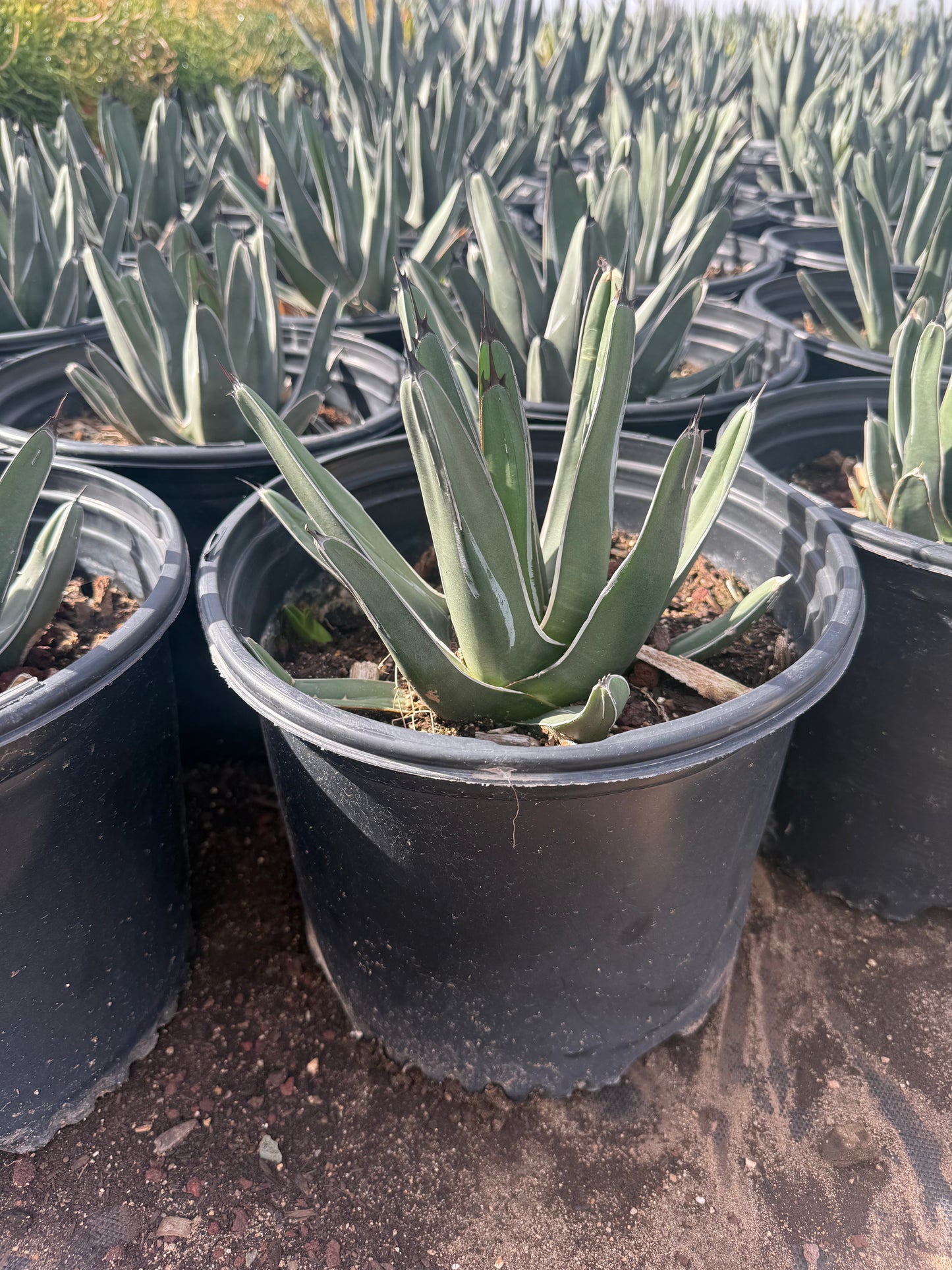 King Ferdinand Agave