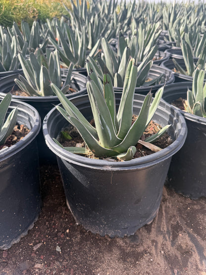 King Ferdinand Agave